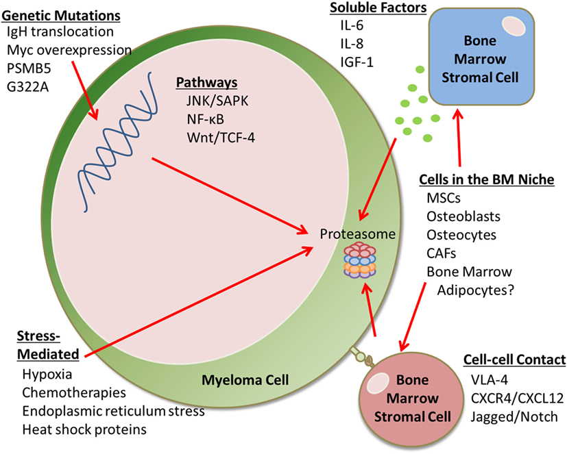 mars 2 study mesothelioma