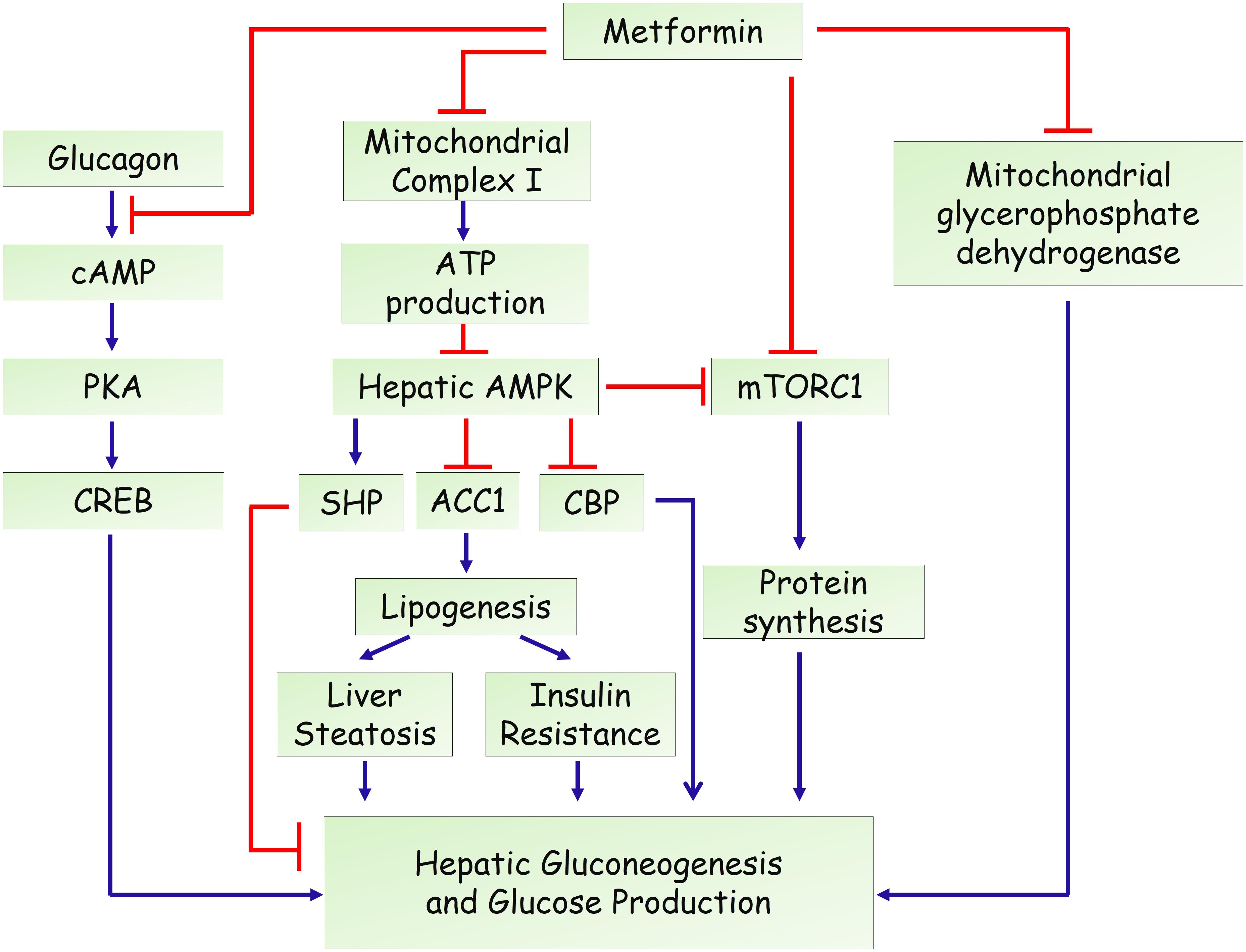 Frontiers | Molecular Mechanisms of Metformin for Diabetes and Cancer ...