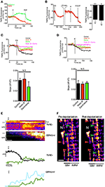 Frontiers | Mitochondrial Calcium Increase Induced by RyR1 and IP3R ...