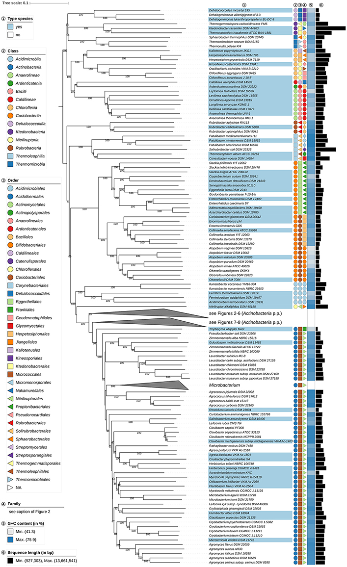 Microbiology Taxonomy Chart