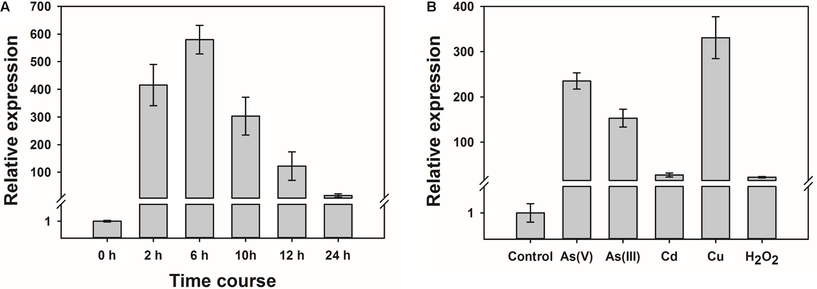 Frontiers Oswrky28 Regulates Phosphate And Arsenate Accumulation Root System Architecture And Fertility In Rice Plant Science