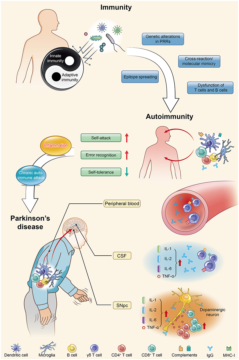 Autoimmune Diseases Connecting Risk Alleles With 56 Off Autoimmune Diseases Connecting Risk Alleles With 56 Off