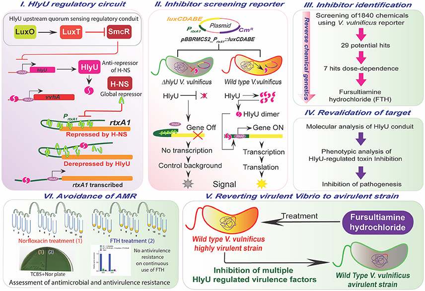 Frontiers | Identification and Validation of an Antivirulence Agent ...