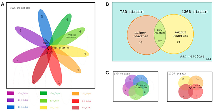 Frontiers A Genome Scale Metabolic Reconstruction Of Phytophthora Infestans With The Integration Of Transcriptional Data Reveals The Key Metabolic Patterns Involved In The Interaction Of Its Host Genetics