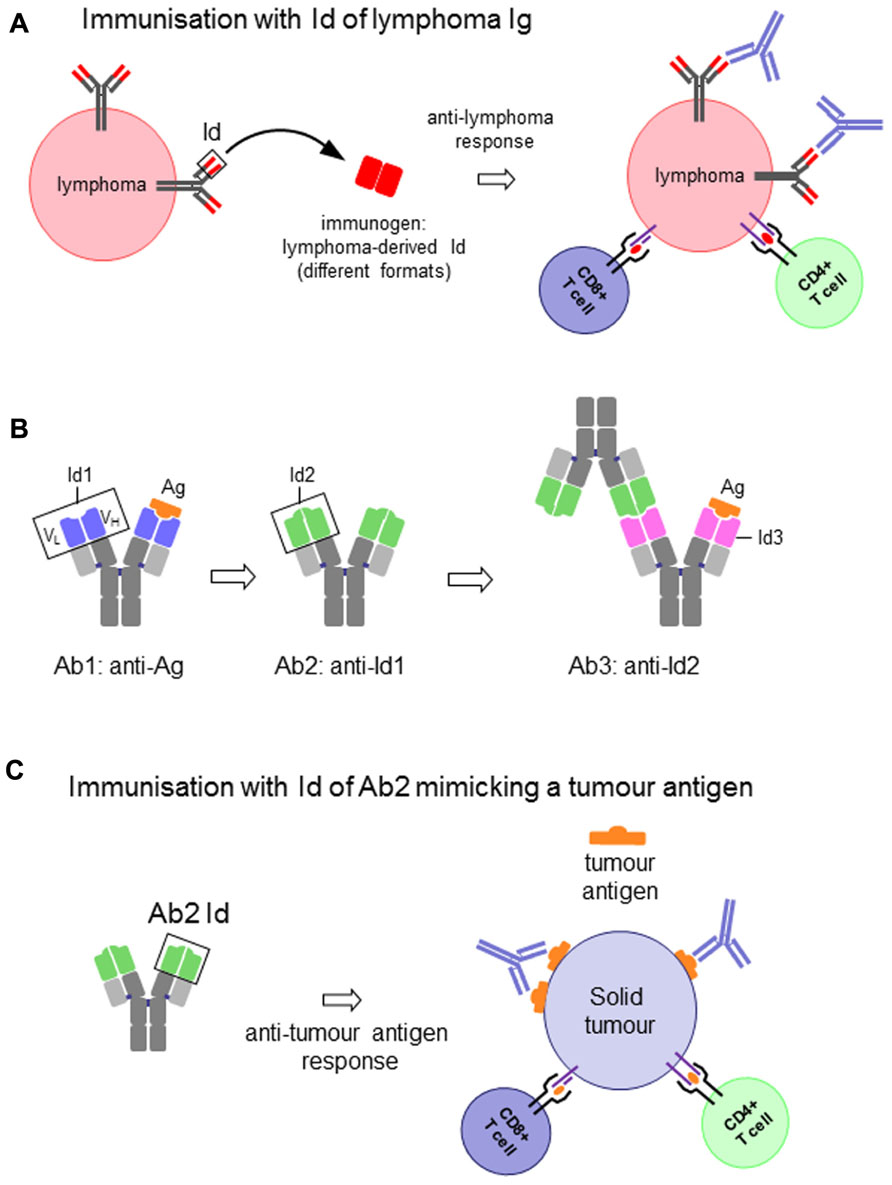 Frontiers | Idiotypes as immunogens: facing the challenge of inducing ...