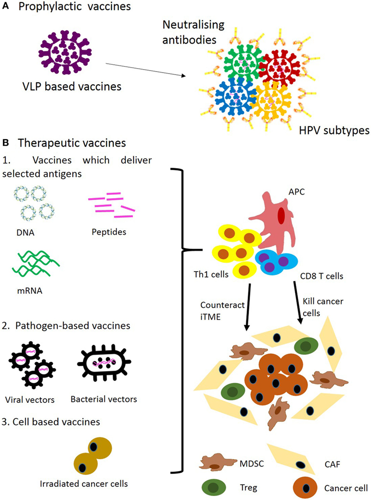 HPV vaccine and oropharingeal cancer: what we know and what we don’t know.