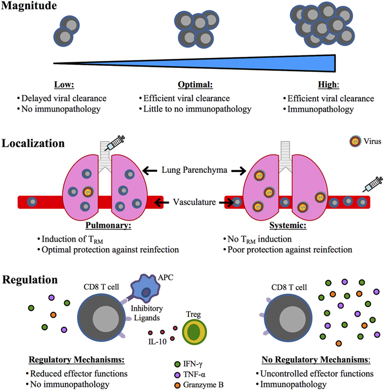 Cell-mediated immunity is essential to prevent reinfection by the