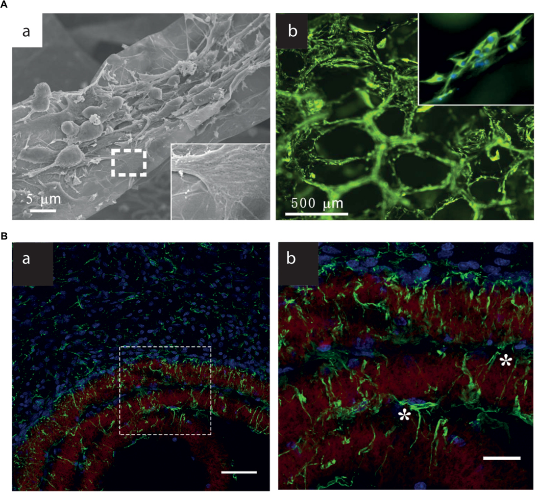 Frontiers Interfacing Graphene Based Materials With Neural Cells Frontiers In Systems Neuroscience