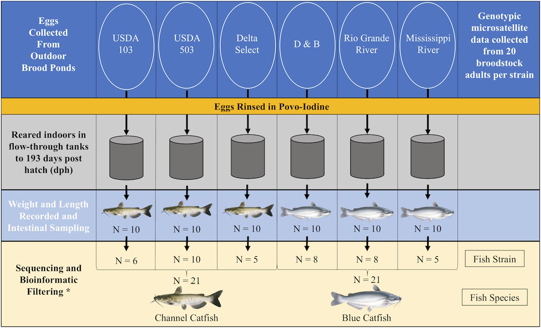 Frontiers  Comparison of Channel Catfish and Blue Catfish Gut Microbiota  Assemblages Shows Minimal Effects of Host Genetics on Microbial Structure  and Inferred Function