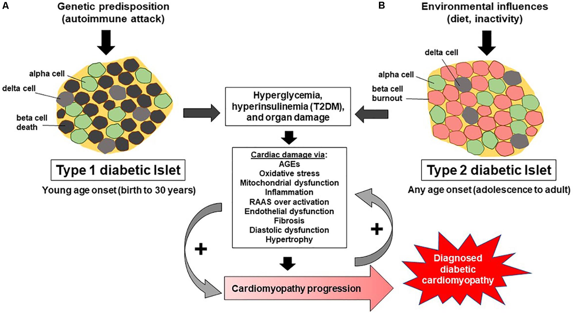 Frontiers Diabetic Cardiomyopathy Impact Of Biological Sex On 