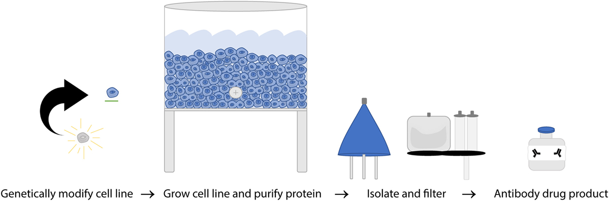 Rituximab Mechanism Of Action In Cancer