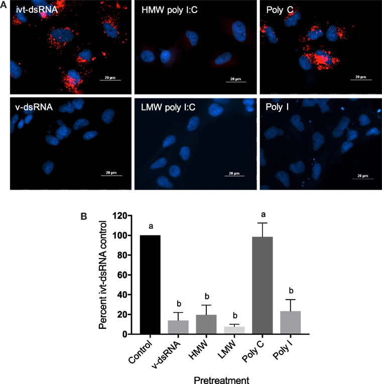Frontiers Understanding Viral Dsrna Mediated Innate Immune Responses At The Cellular Level Using A Rainbow Trout Model Immunology Frontiers Understanding Viral Dsrna Mediated Innate Immune Responses At The Cellular Level Using A Rainbow Trout Model Immunology