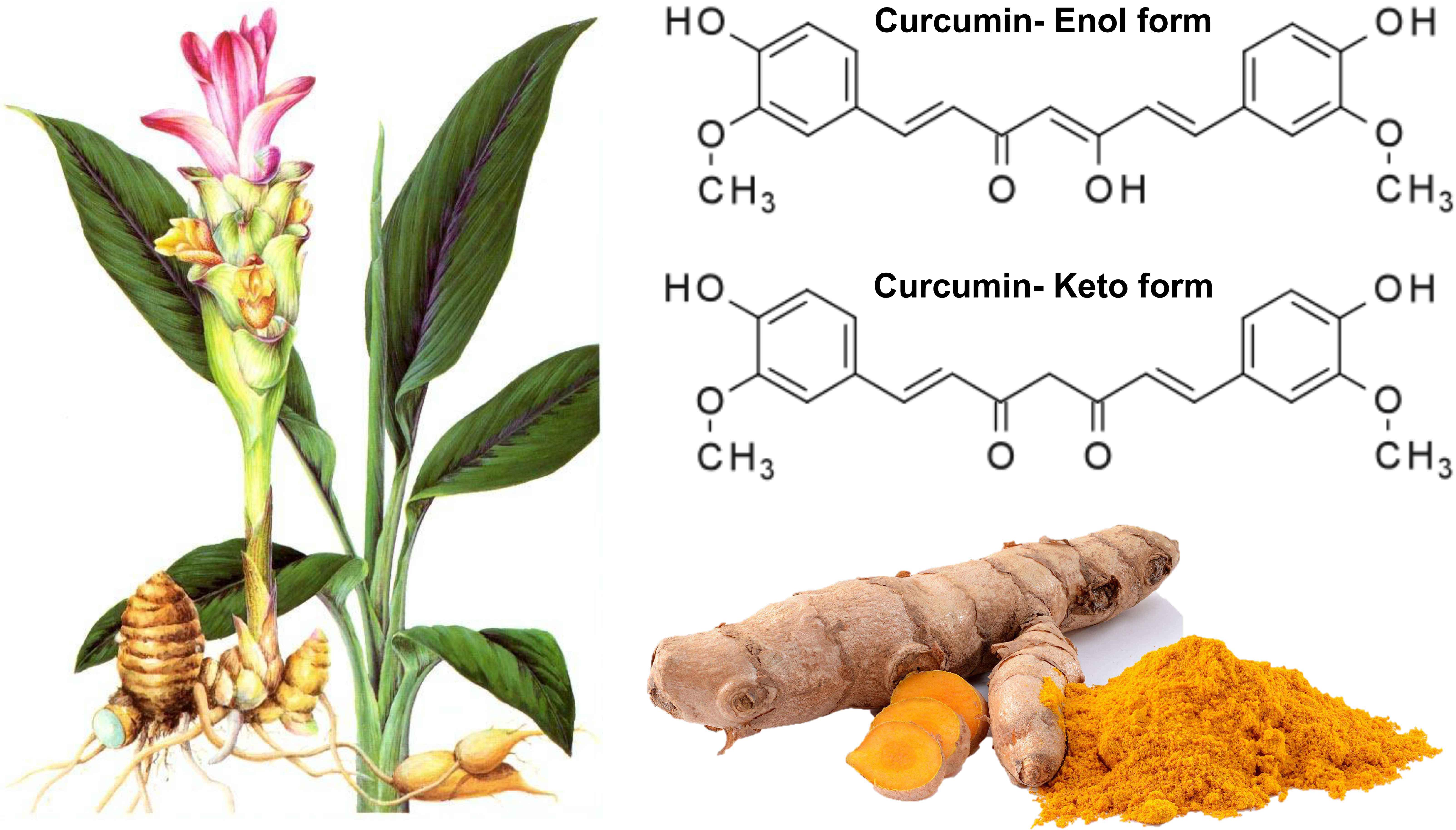 Frontiers | Curcumin, A Polyphenolic Curcuminoid With Its Protective ...