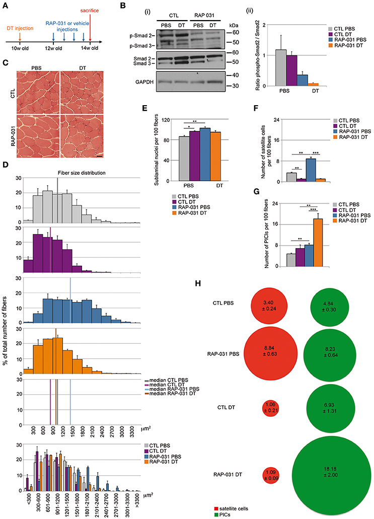 Frontiers Inhibition Of The Activin Receptor Type 2b Pathway Restores Regenerative Capacity In Satellite Cell Depleted Skeletal Muscle Physiology