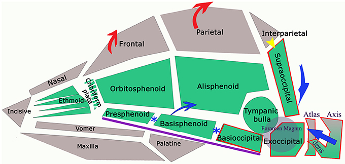 www.frontiersin.org