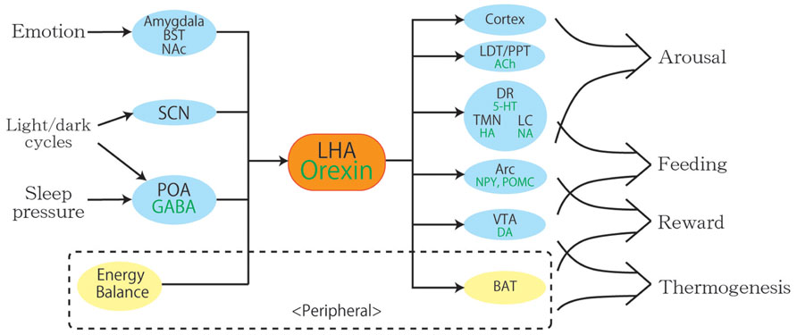 The hypocretins are novel, secretin-related peptides. (A) Hypocretin