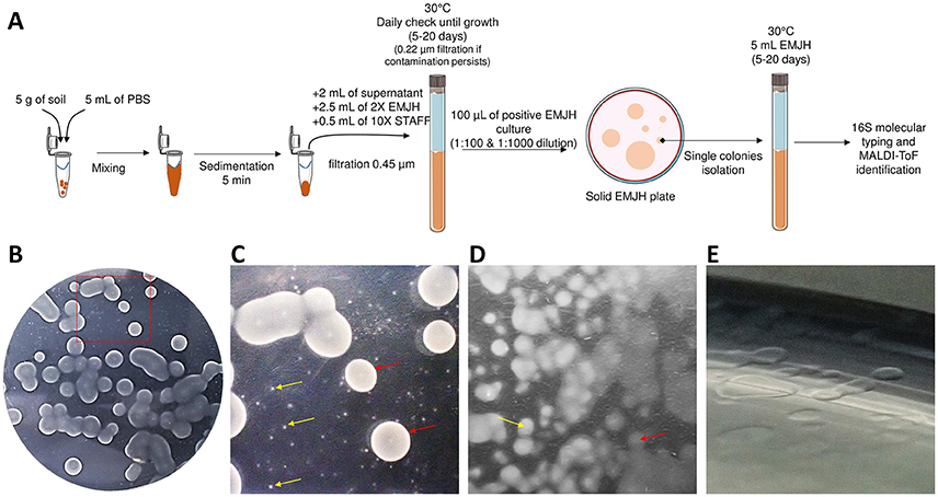 Frontiers Biodiversity Of Environmental Leptospira Improving Identification And Revisiting The Diagnosis Microbiology