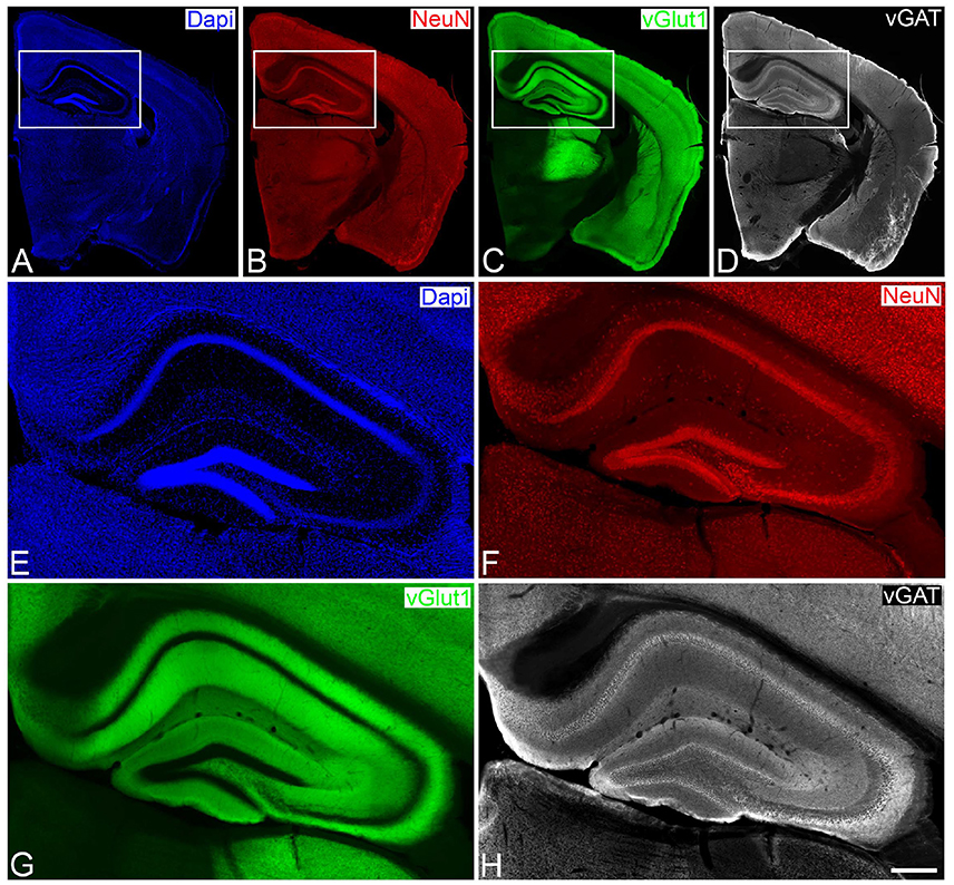 Frontiers Multimap A Tool To Automatically Extract And