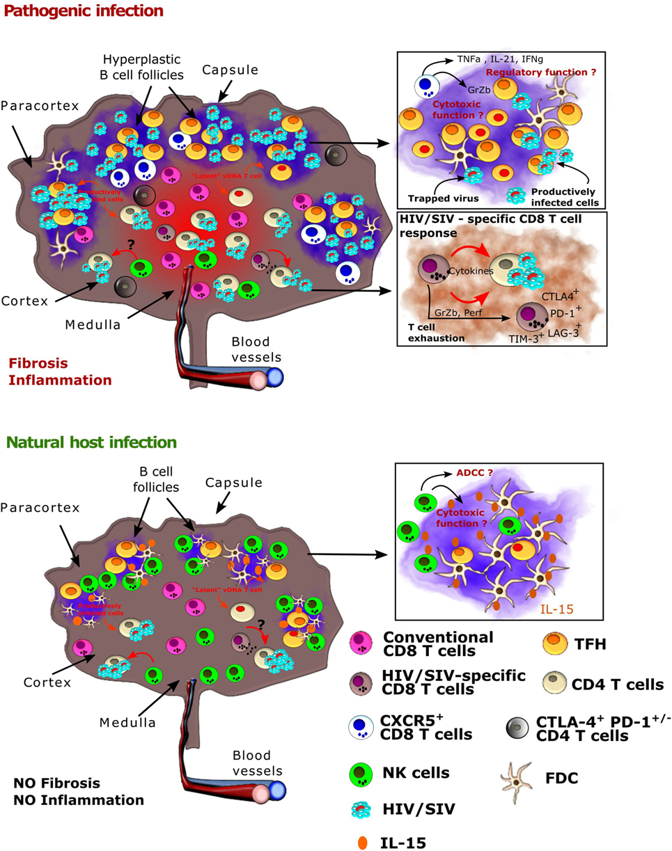 Defining total-body AIDS-virus burden with implications for