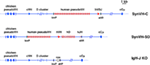 Frontiers | V(D)J Rearrangement Is Dispensable for Producing CDR-H3 ...