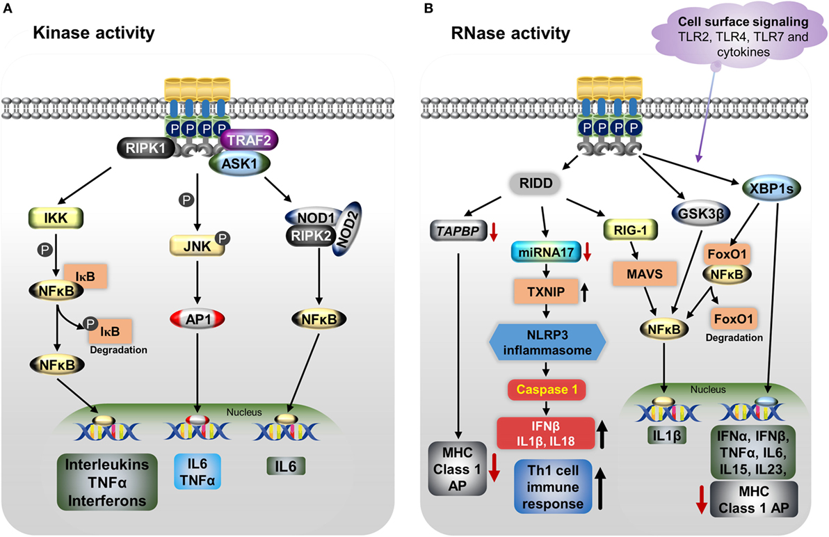 Ire1 Signaling Pathway