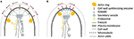 www.frontiersin.org