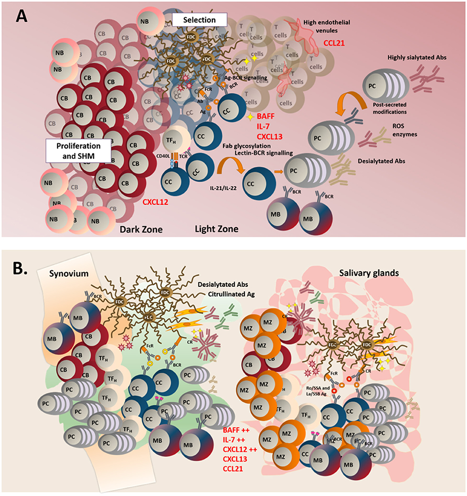 Frontiers  Tertiary Lymphoid Structures: Autoimmunity Goes Local