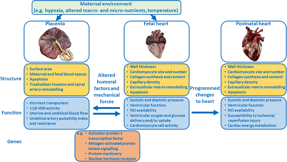 Frontiers  The interplay between prolactin and cardiovascular disease
