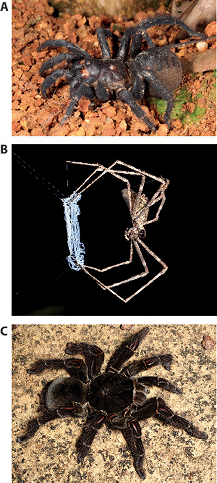 Figure 1 - Three major groups of spiders.