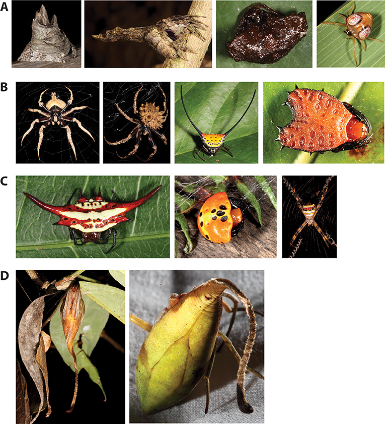 Figure 2 - Diversity in shapes of orb-weaver spiders.