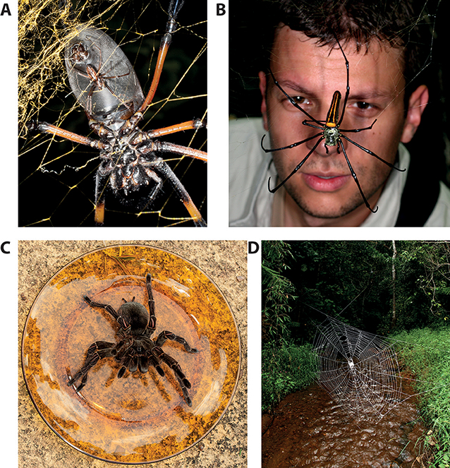 Figure 3 - Spider giants.