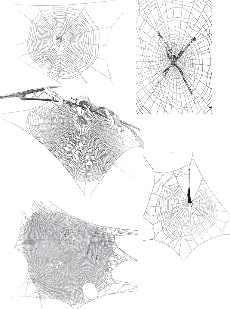 Types of Spider Webs