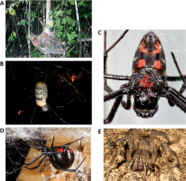 Figure 5 - Tropical spider natural history.