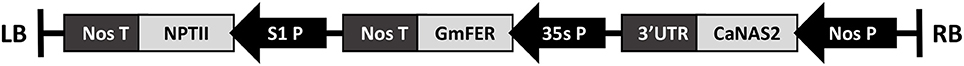 www.frontiersin.org
