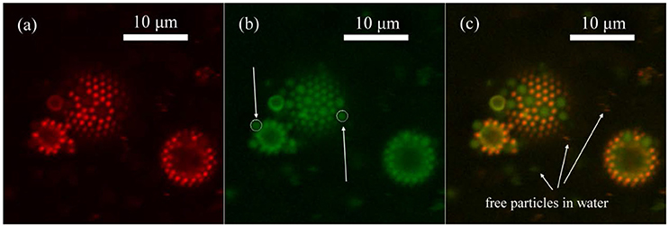 Frontiers Comparing The Relative Interfacial Affinity Of Soft 