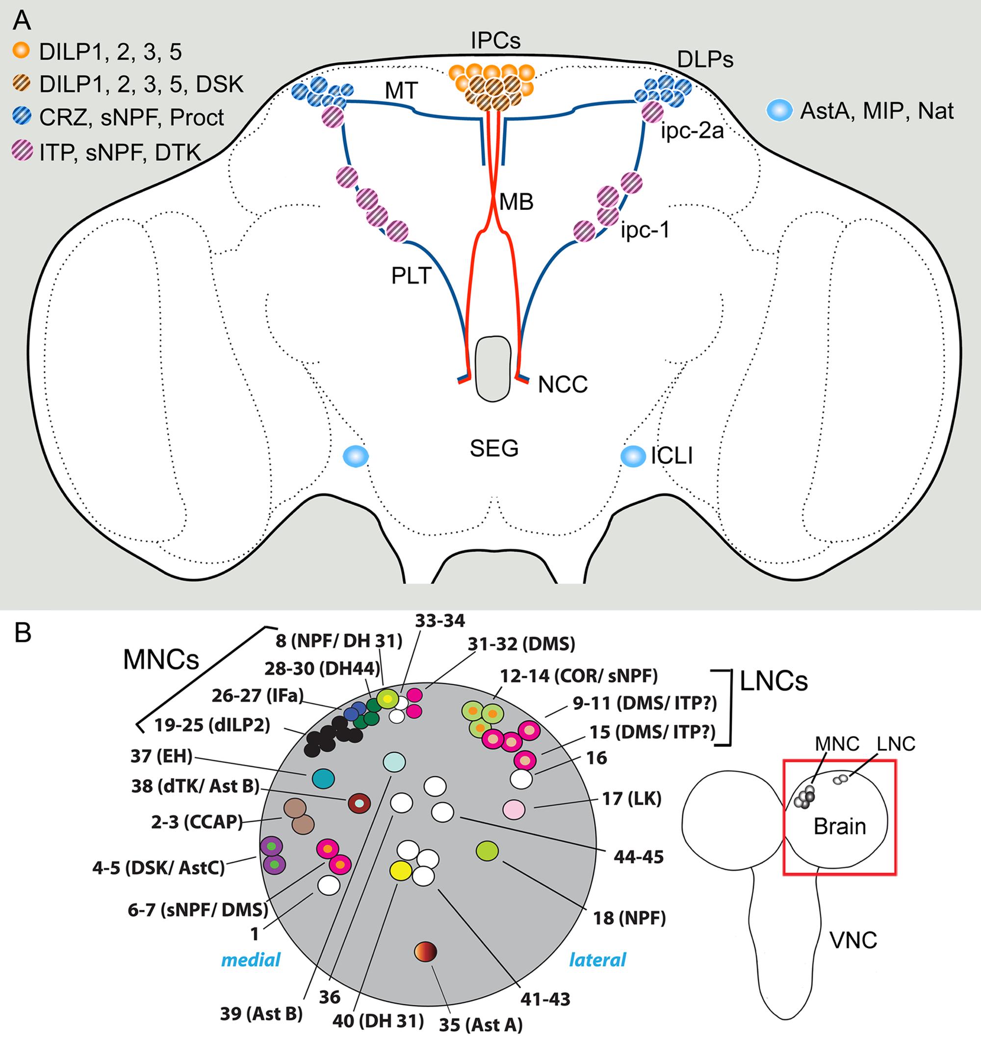 The specification and function of enteroendocrine cells in Drosophila and  mammals: a comparative review - Guo - 2022 - The FEBS Journal - Wiley  Online Library