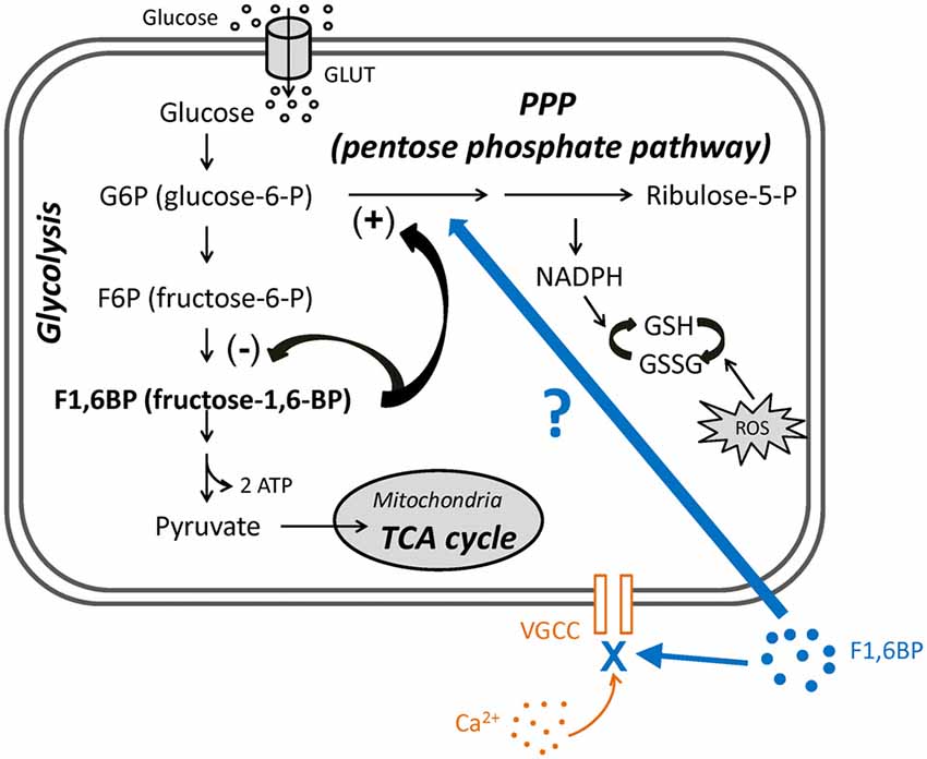 Frontiers The Glycolytic Metabolite Fructose 1 6 Bisphosphate Blocks Epileptiform Bursts By Attenuating Voltage Activated Calcium Currents In Hippocampal Slices Cellular Neuroscience