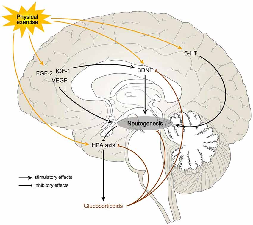 Frontiers | Adult Hippocampal Neurogenesis: Regulation and