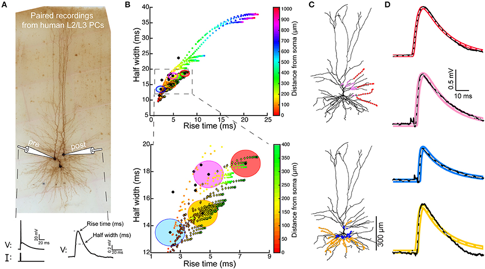 Frontiers  New insights on single-neuron selectivity in the era