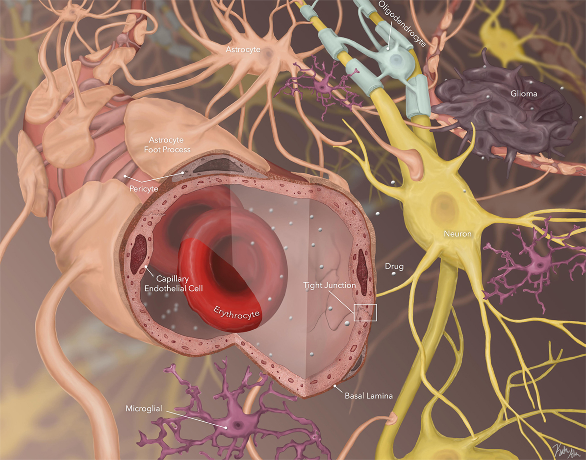 antihypertensive drugs that cross the blood brain barrier lehetséges-e hipertóniával a gőzfürdőbe menni