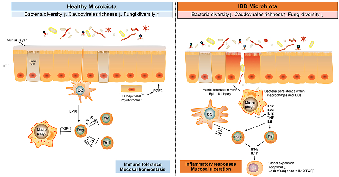 Frontiers | The Gut in and Therapeutics of Inflammatory Bowel