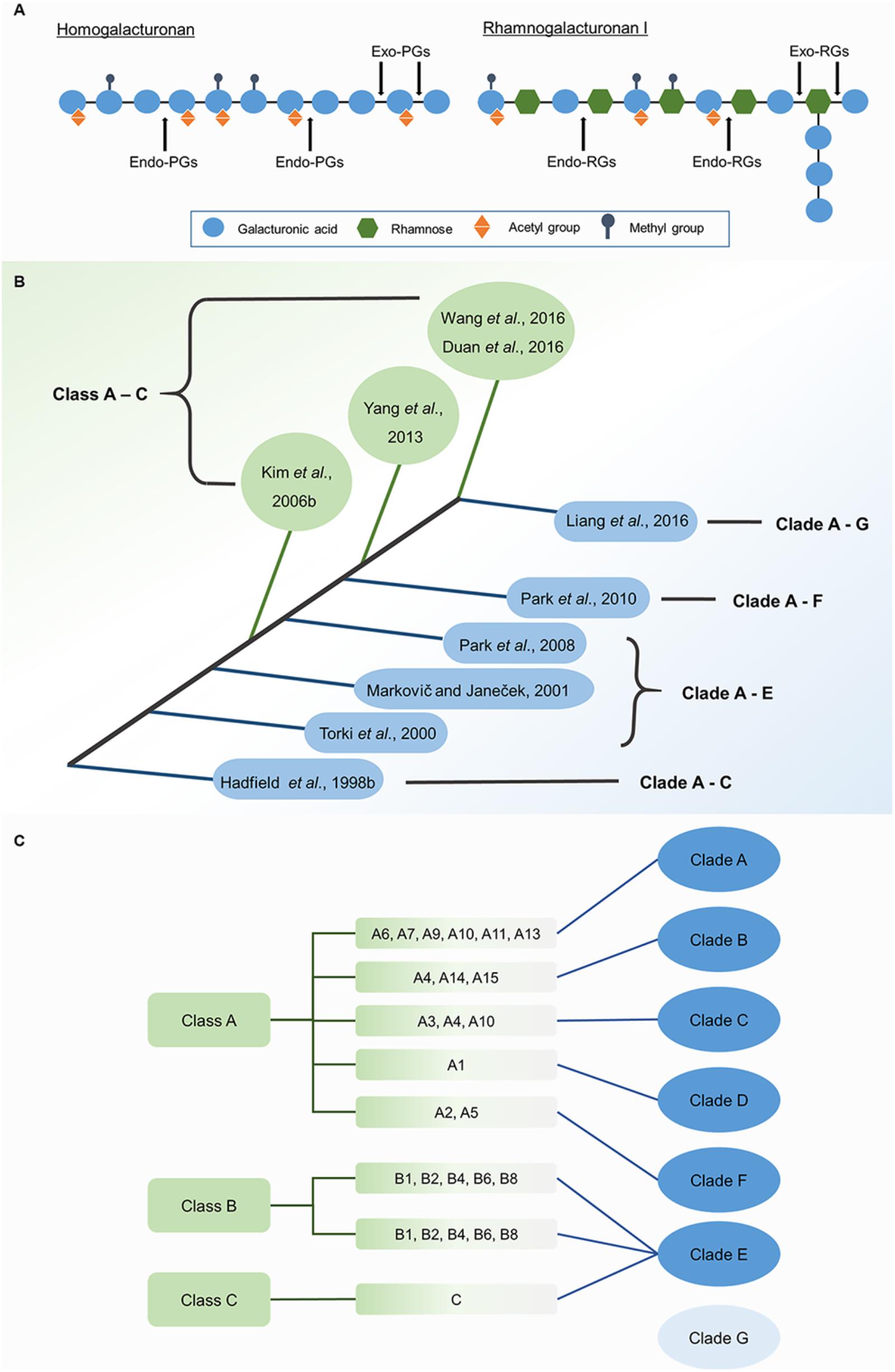 Frontiers A Profusion Of Molecular Scissors For Pectins