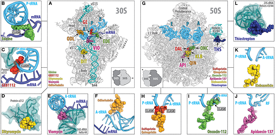 Frontiers The Mechanisms Of Action Of Ribosome Targeting Peptide Antibiotics Molecular Biosciences