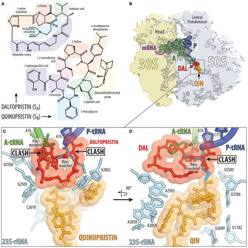 The diagram illustrates the structures and interactions of dalfopristin and quinupristin as they target bacterial ribosomes, highlighting specific amino acids, tRNA bindings, and ribosomal RNA components involved in the antibiotic mechanism.