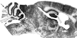 www.frontiersin.org