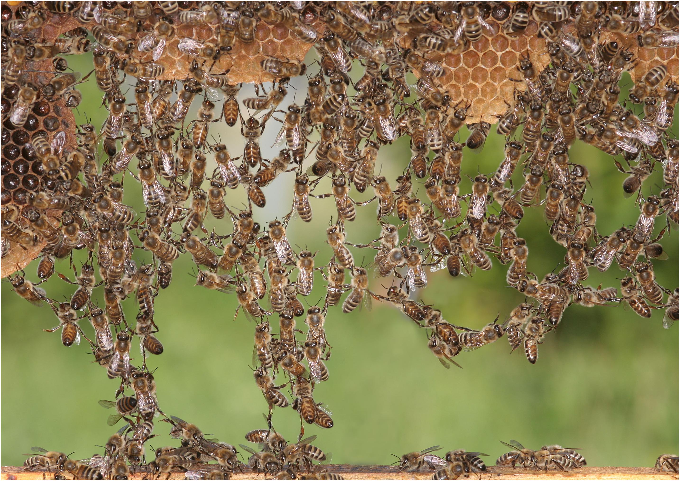 Honeybee comb construction and honey production