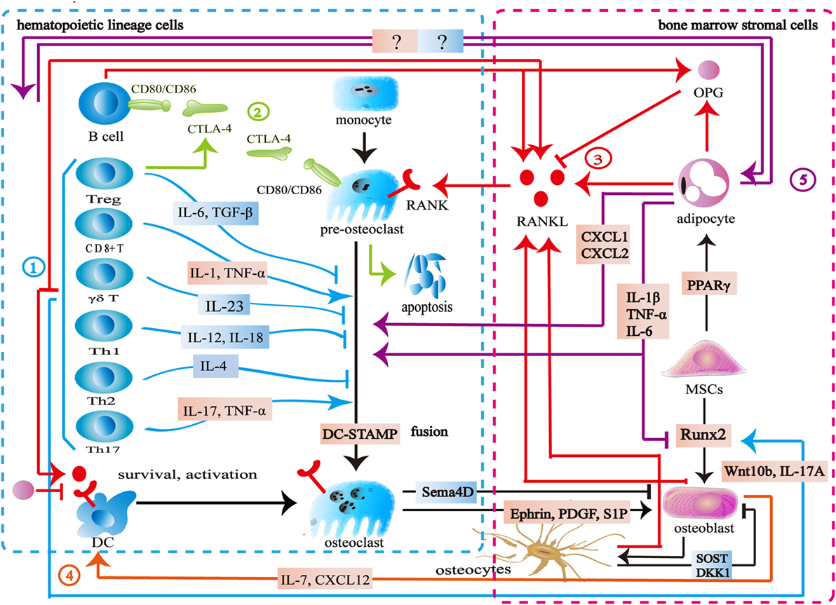 Fc gamma receptor IIa suppresses type I and III interferon production by  human myeloid immune cells - Newling - 2018 - European Journal of  Immunology - Wiley Online Library