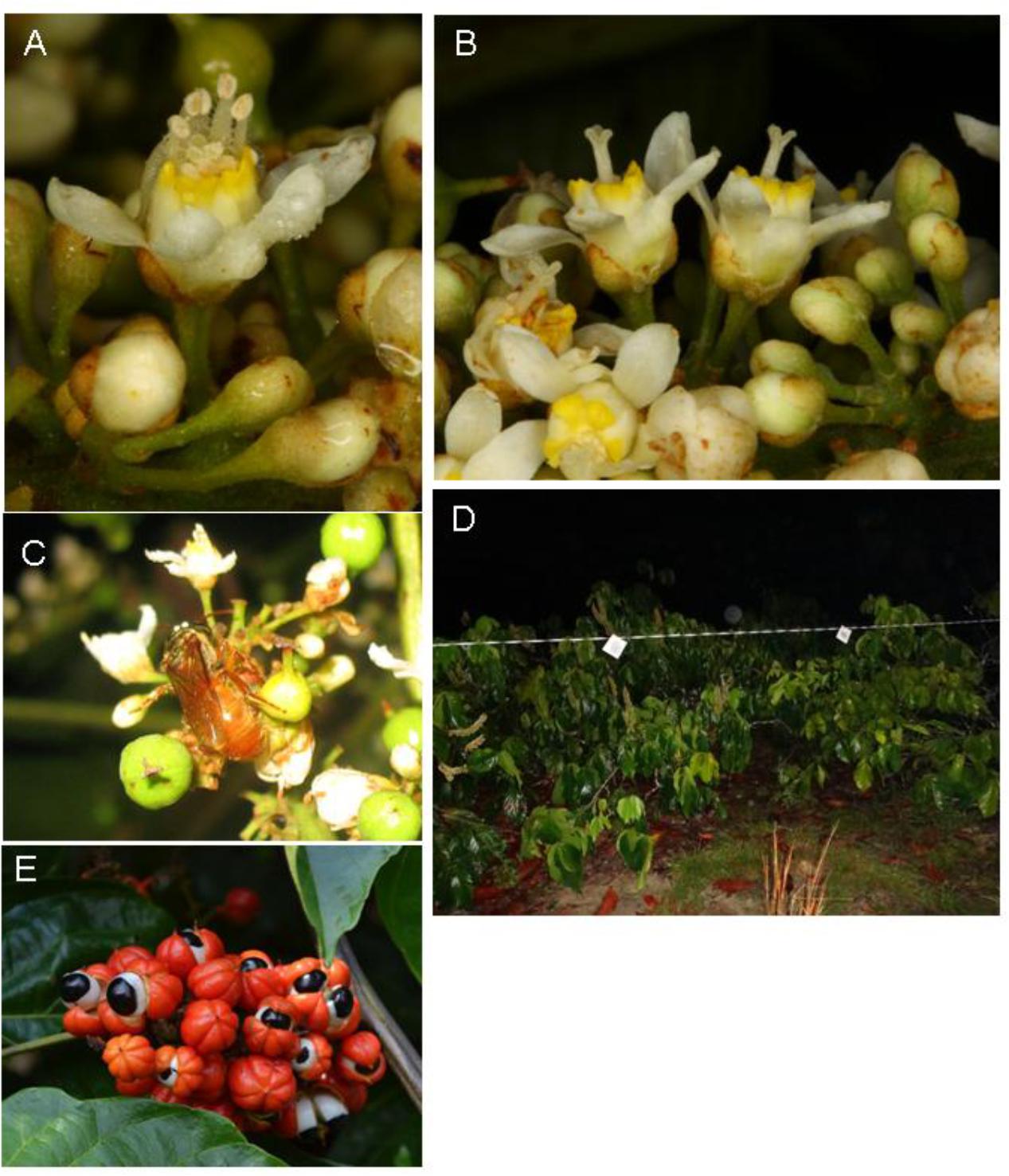 Frontiers Nocturnal Bee Pollinators Are Attracted To Guarana Flowers By Their Scents Plant Science