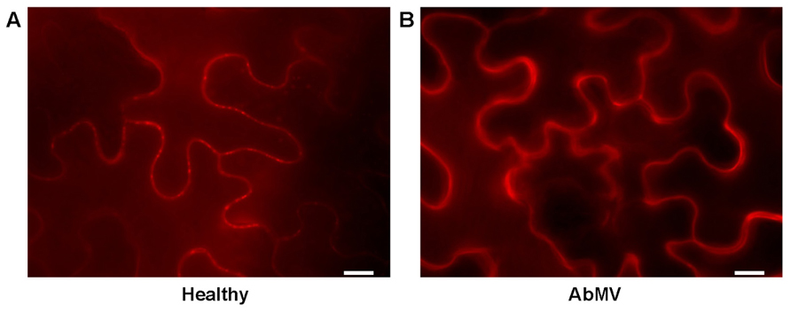 Frontiers  The induction of stromule formation by a plant DNA-virus in  epidermal leaf tissues suggests a novel intra- and intercellular  macromolecular trafficking route