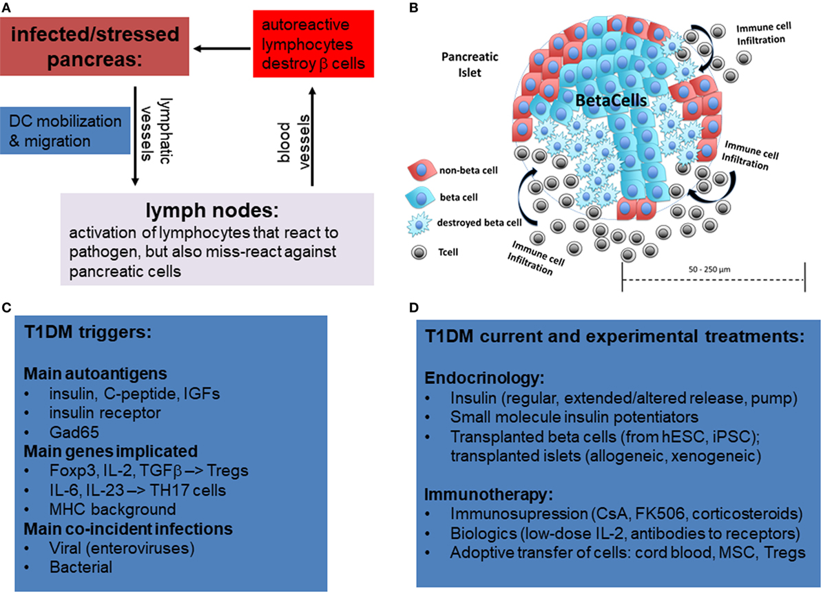 Frontiers Approaches In Immunotherapy Regenerative Medicine And Bioengineering For Type 1 Diabetes Immunology